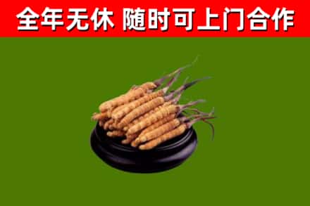赤壁回收散虫草