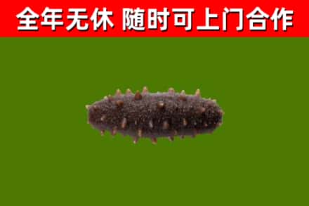 赤壁回收海参干